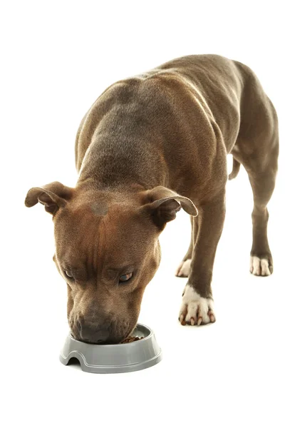 Dog with dog food isolated on white — Stock Photo, Image