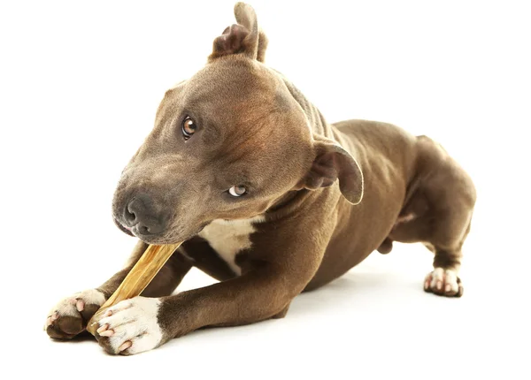 Amerikanischer Staffordshire Terrier mit Knochen isoliert auf weiß — Stockfoto