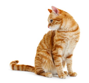 Kızıl kedinin portresi