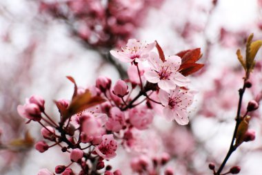 Çiçek açan ağaç dal