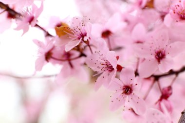 Çiçek açan ağaç dal