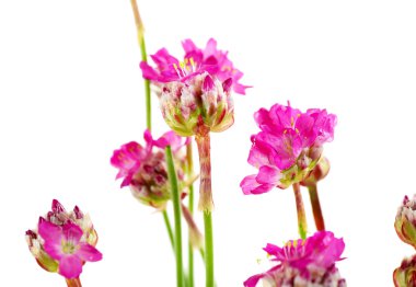 Güzel pembe çiçekler beyaz üzerine izole edilmiş