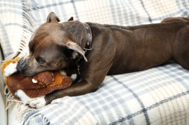 Köpek ile kırık oyuncak tavşan tavşan eve iç arka plan üzerinde