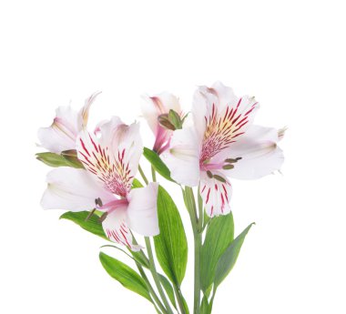 Güzel alstroemeria üzerinde beyaz izole