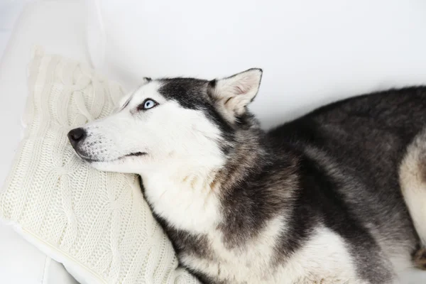 Mooi schattig husky liggend op de Bank in witte kamer — Stockfoto