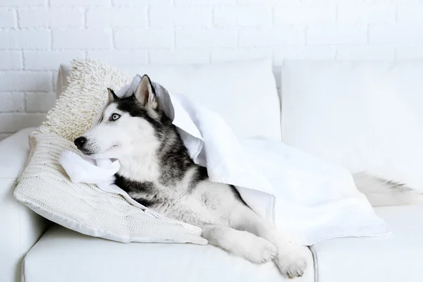 Mooi schattig husky met handdoek liggend op de Bank in witte kamer — Stockfoto