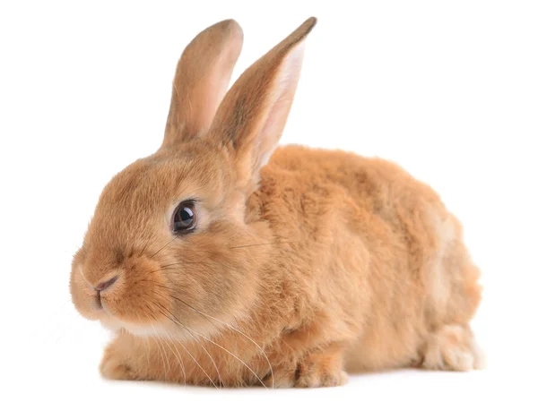 Little rabbit isolated on white — Stock Photo, Image