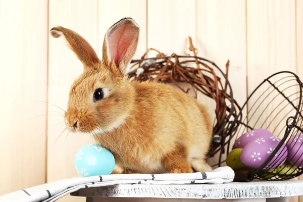 Conejo con huevos de Pascua —  Fotos de Stock