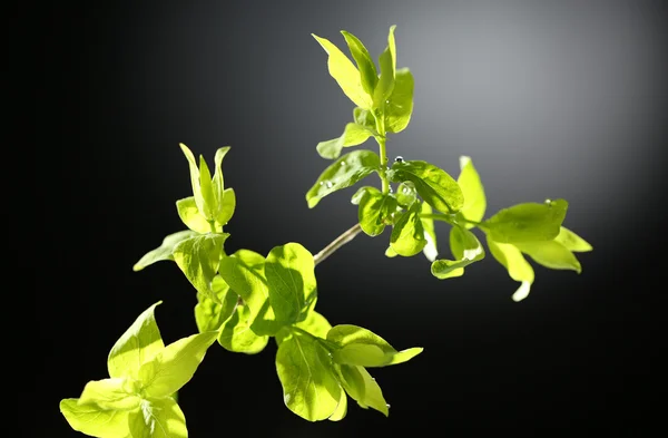 Молодая листва на веточке, на сером фоне — стоковое фото