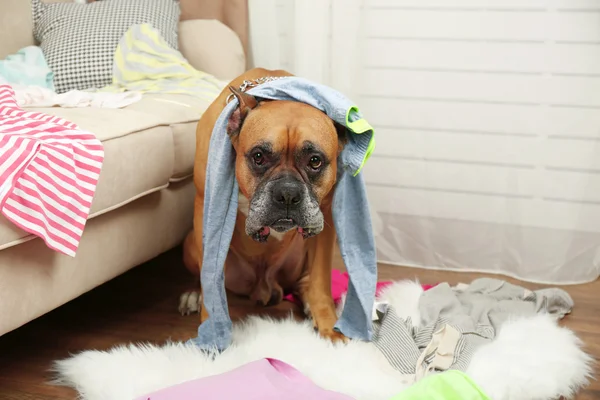 Perro demole ropa en habitación desordenada — Foto de Stock
