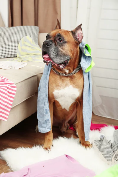 Chien démolit les vêtements dans la chambre désordonnée — Photo