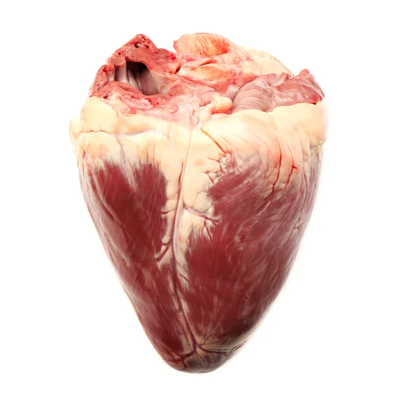Raw animal heart — Stock Photo, Image