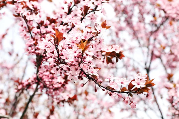 Blooming tree twigs — Stock Photo, Image