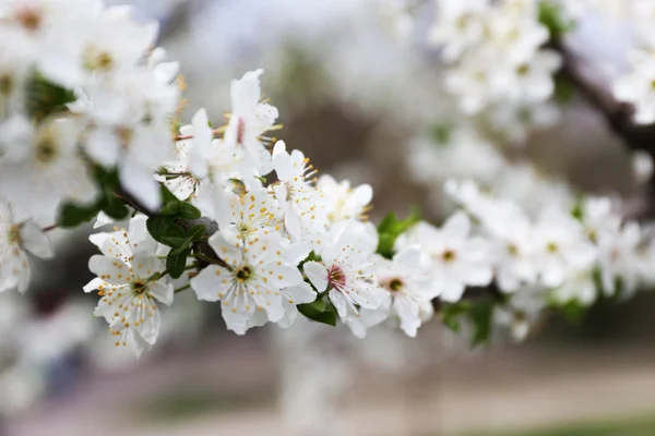 Galhos de árvores em flor — Fotografia de Stock