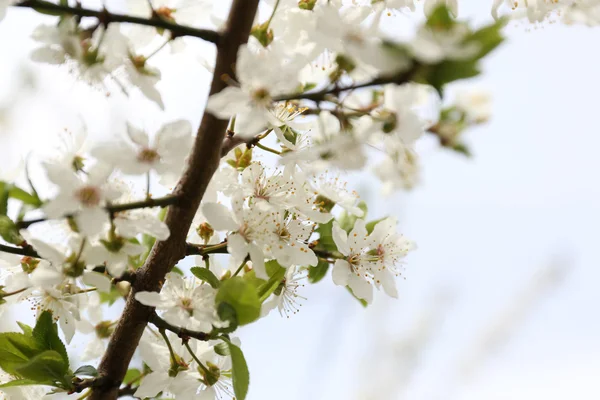 Blooming tree twigs — Stock Photo, Image