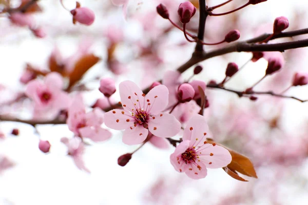 Blooming tree twigs — Stock Photo, Image