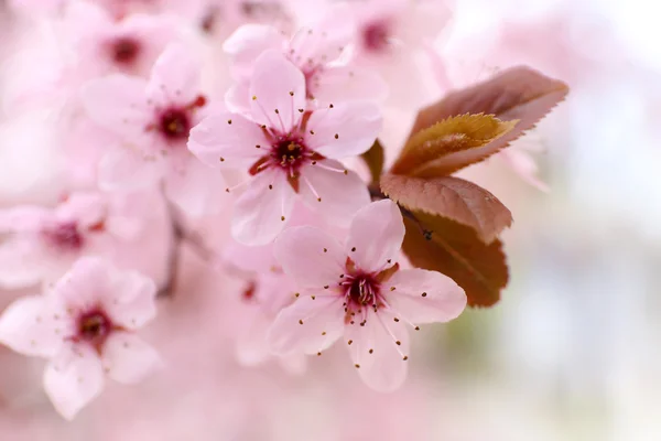 Galhos de árvores em flor — Fotografia de Stock
