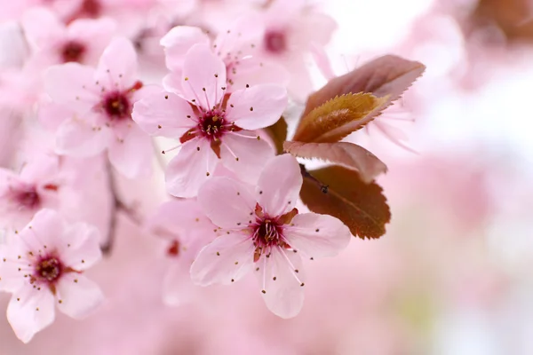 Galhos de árvores em flor — Fotografia de Stock