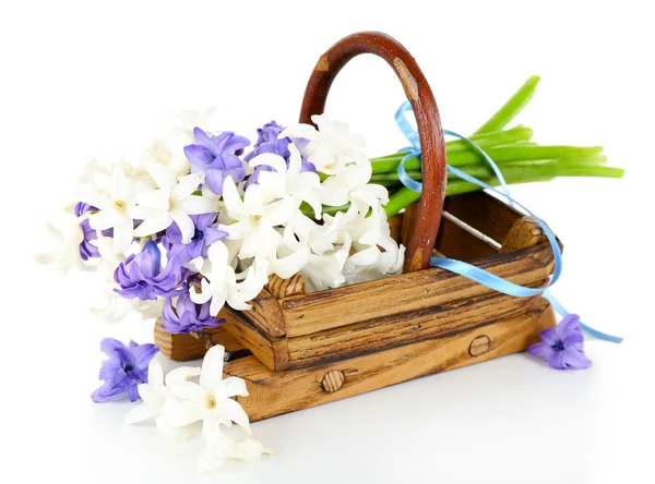 Beautiful hydrangea in wooden basket isolated on white — Stock Photo, Image
