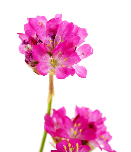 美丽的粉红色花朵，在白色上隔离 — 图库照片