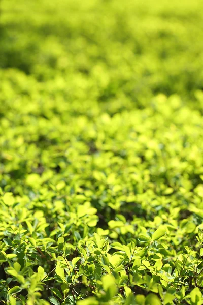 Belle foglie primaverili, da vicino — Foto Stock