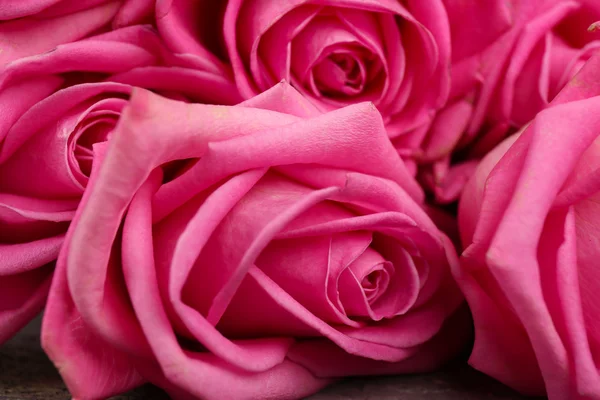 Piękne różowe róże z bliska — Zdjęcie stockowe