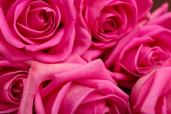 Vacker rosa rosor på nära håll — Stockfoto