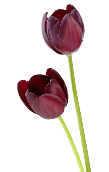 Lindas tulipas violetas — Fotografia de Stock