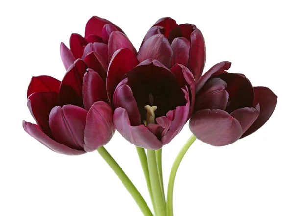 Bei tulipani viola — Foto Stock