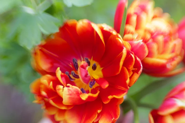Красивий яскраво тюльпани — стокове фото