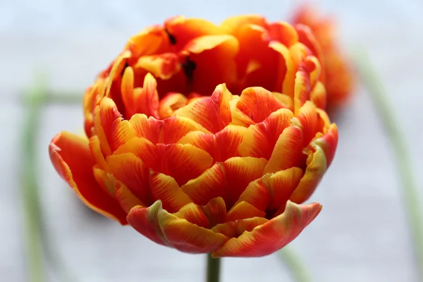Красивий яскравий тюльпан крупним планом — стокове фото