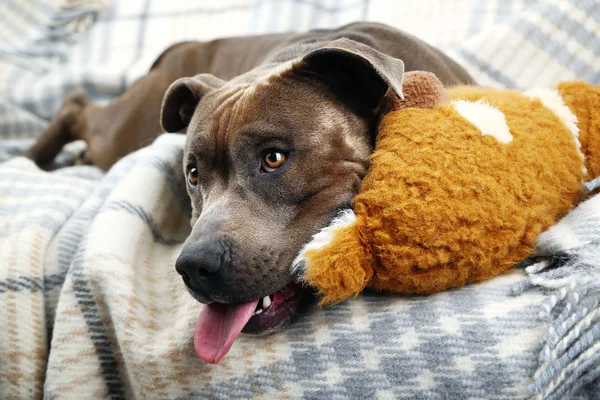 Dog with broken toy bunny rabbit on home interior background