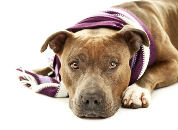 American Staffordshire Terrier — Stock Photo, Image