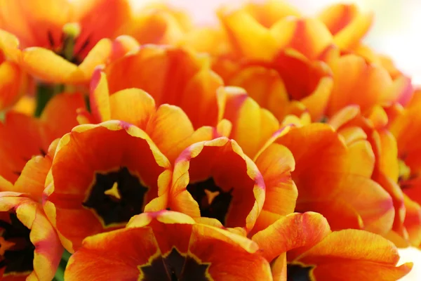 Bellissimo bouquet di tulipani — Foto Stock