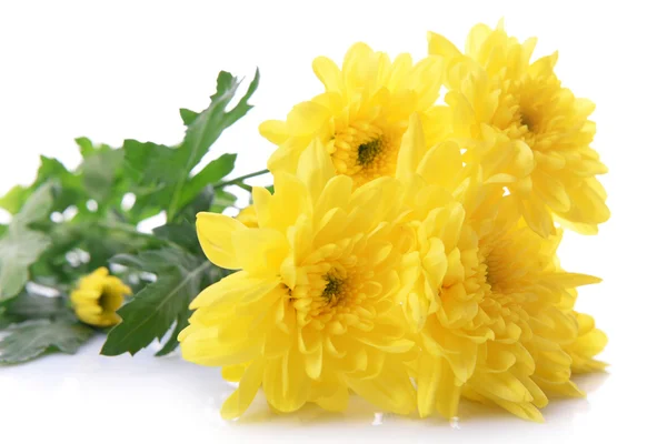 Beautiful bouquet of yellow chrysanthemum isolated on white — Stock Photo, Image
