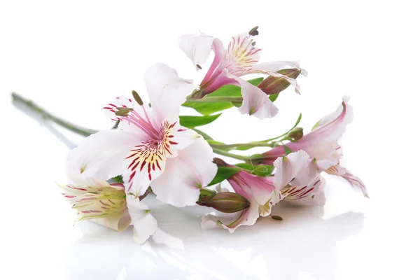 Schöne Alstroemeria isoliert auf weiß — Stockfoto