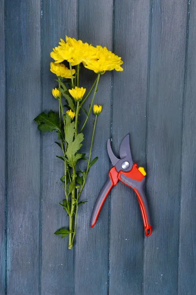 Schöner Strauß gelber Chrysanthemen mit Gartenschere auf Holzgrund — Stockfoto