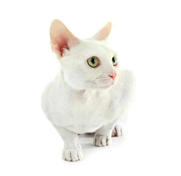 흰 바탕에 고립된 아름다운 고양이 — 스톡 사진