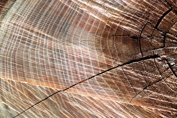 Textura del tocón del árbol — Foto de Stock