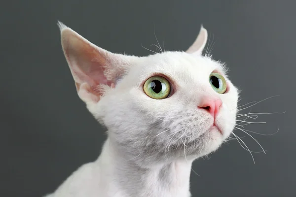 Schöne weiße Katze — Stockfoto