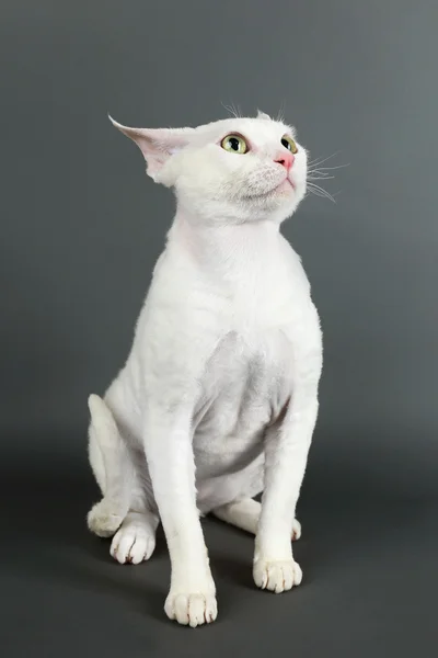 Gato branco bonito — Fotografia de Stock