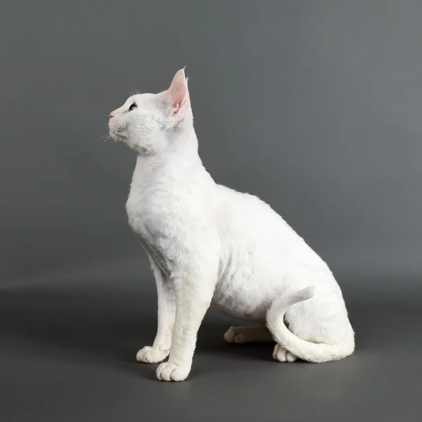 美しい白い猫 — ストック写真