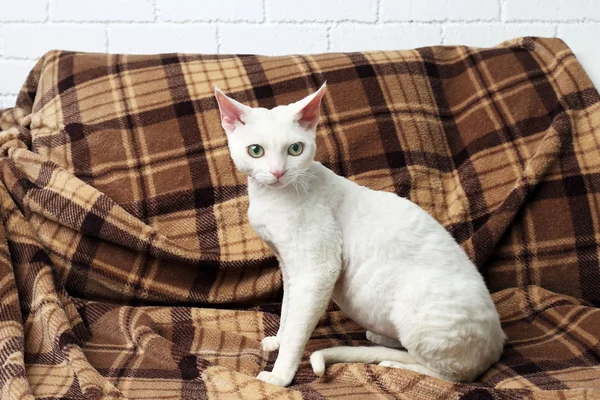 Beautiful white cat — Stock Photo, Image