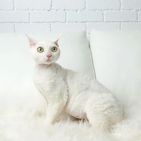 Beautiful white cat — Stock Photo, Image