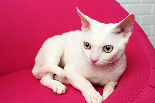 Vacker vit katt — Stockfoto