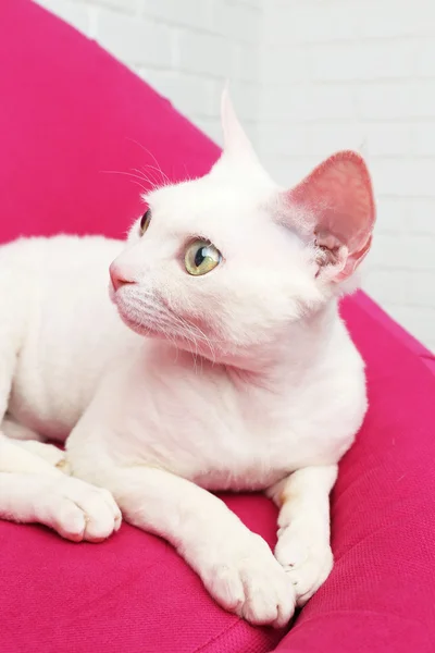 Beautiful white cat — Stock Photo, Image