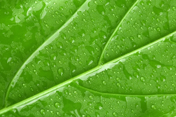 Hermosa hoja verde con gotas de agua de cerca — Foto de Stock