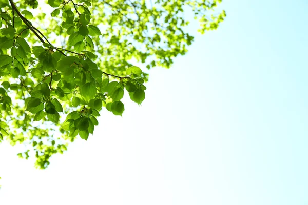 Prachtige groene twijgen op blauwe hemelachtergrond — Stockfoto