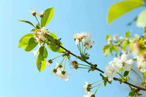 Beautiful blooming twigs with white flowers on blue sky background — Stock Photo, Image