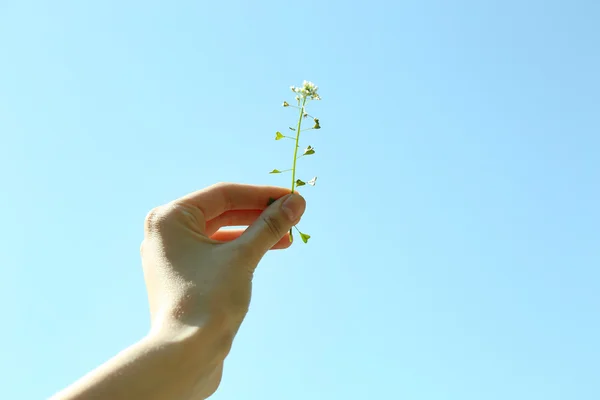 Vrouwelijke hand met kleine mooie bloem op blauwe hemelachtergrond — Stockfoto